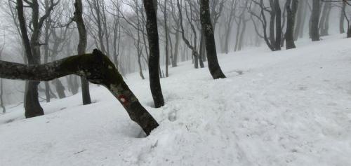 22. tradicionalni zimski uspon na Bjelolasicu