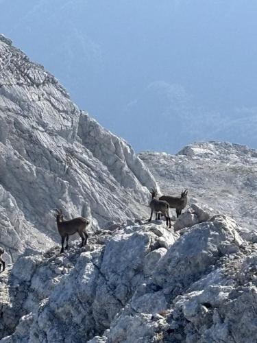Grintovec i Skuta