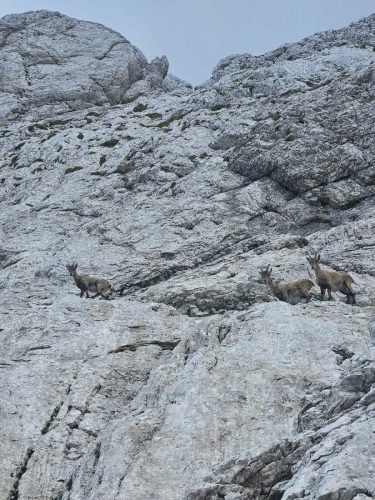 Brana, Kmniško-Savinjske aple