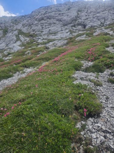 Brana, Kmniško-Savinjske aple