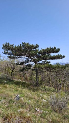 Kanjon Rječine i Trsat