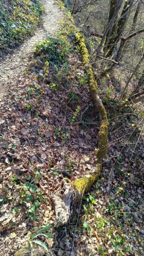 Strahinjčica-15-3-2026