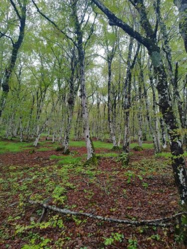 Zir i Cerovačke špilje – DPŠ
